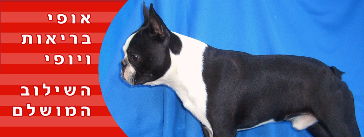 boston-terrier5